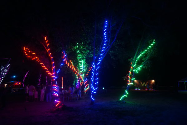 Lights, palm trees, night